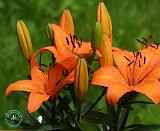 Flowers 9R055D-31
